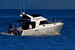 Image of WILDCAT CHARTERS - Golden Bay